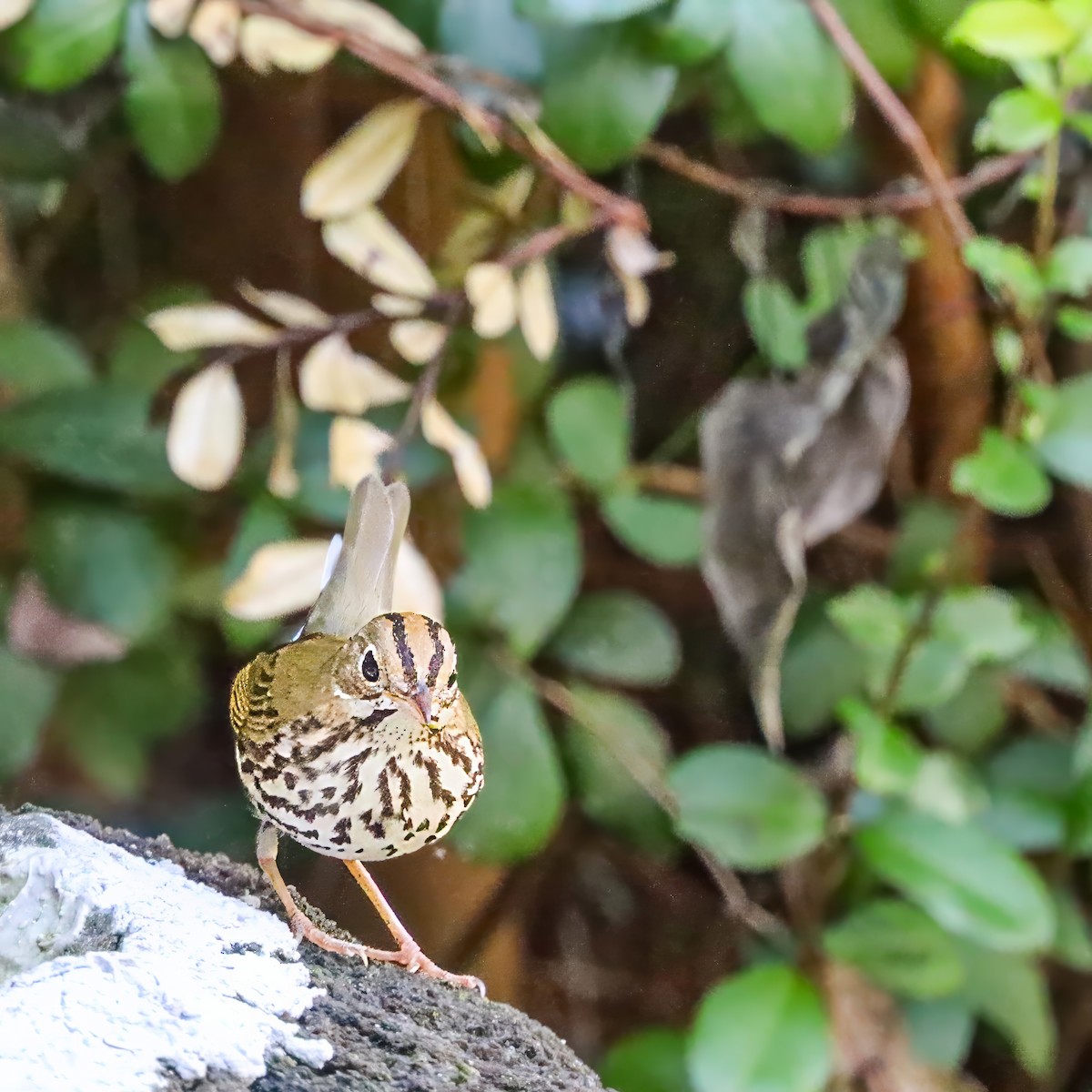 Ovenbird - ML642984228