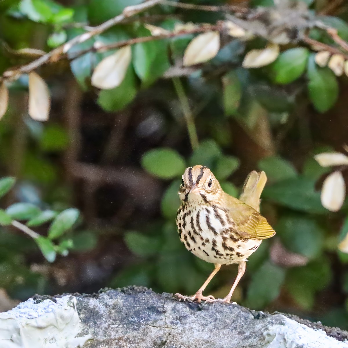 Ovenbird - ML642984229