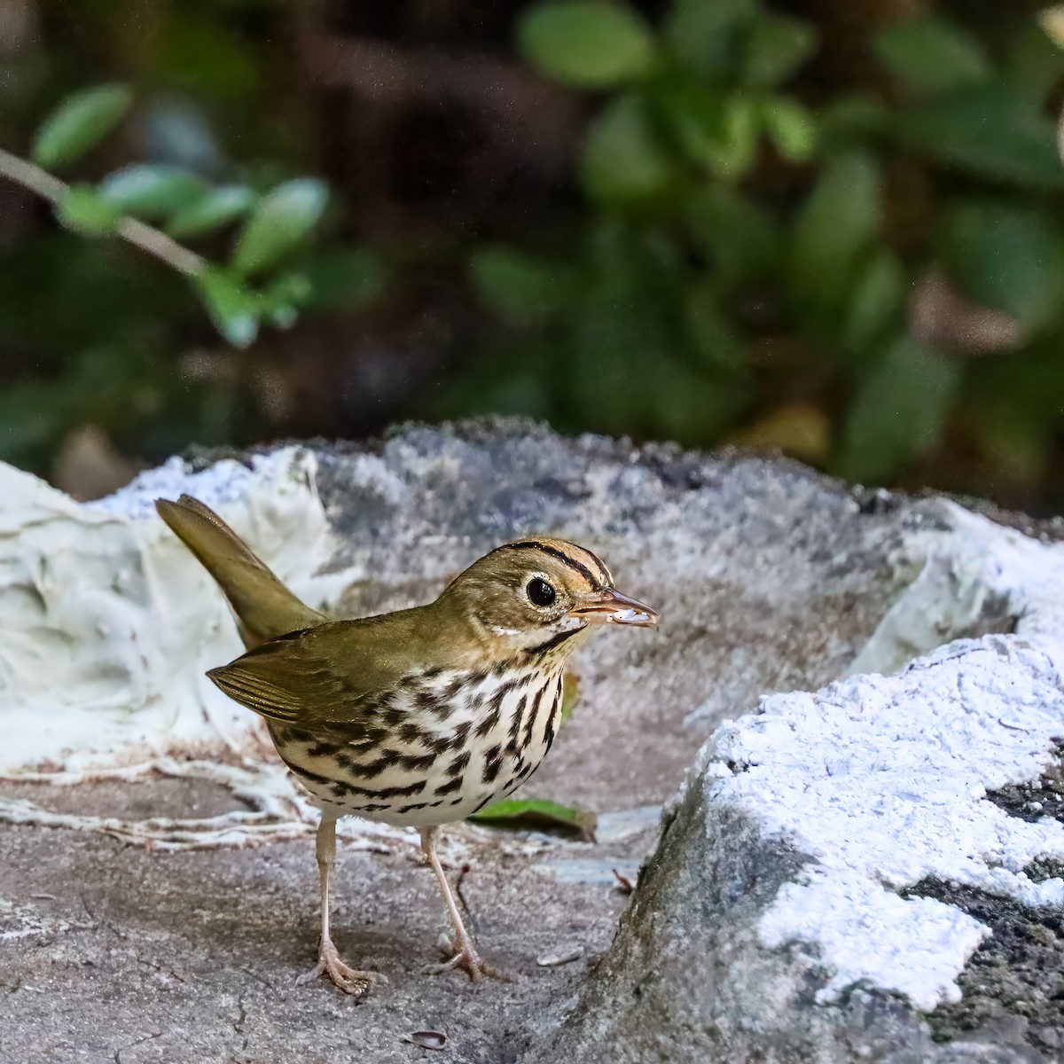 Ovenbird - ML642984230