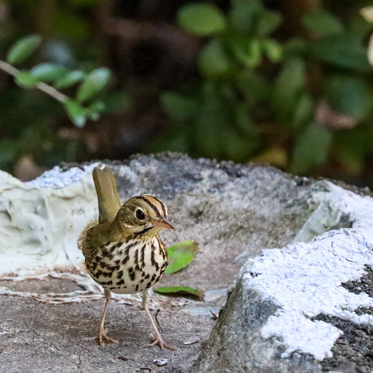 Ovenbird - ML642984231