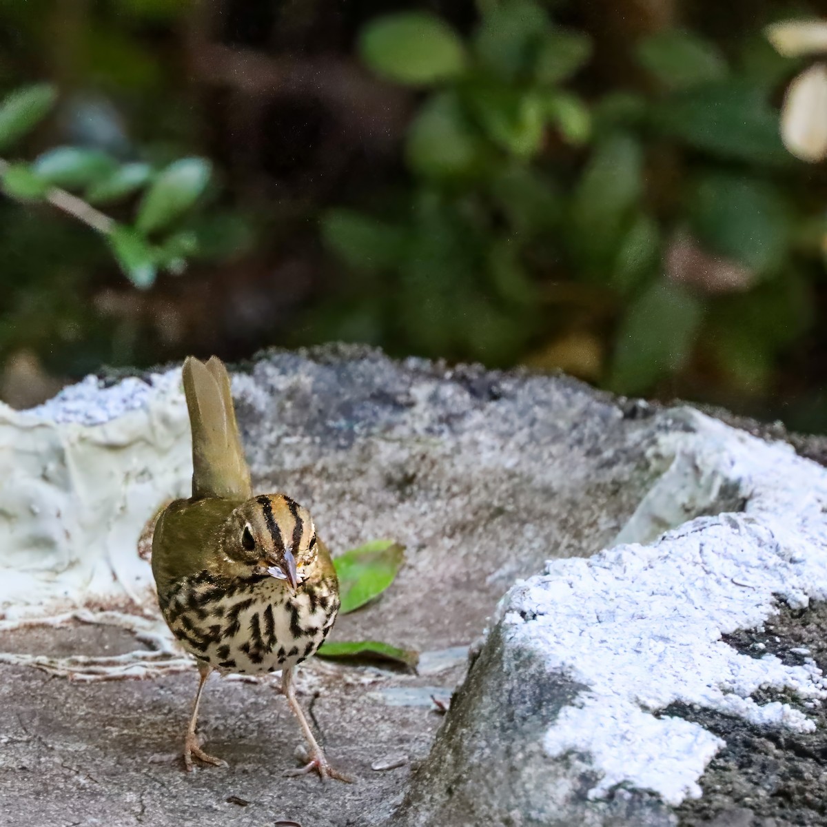 Ovenbird - ML642984232