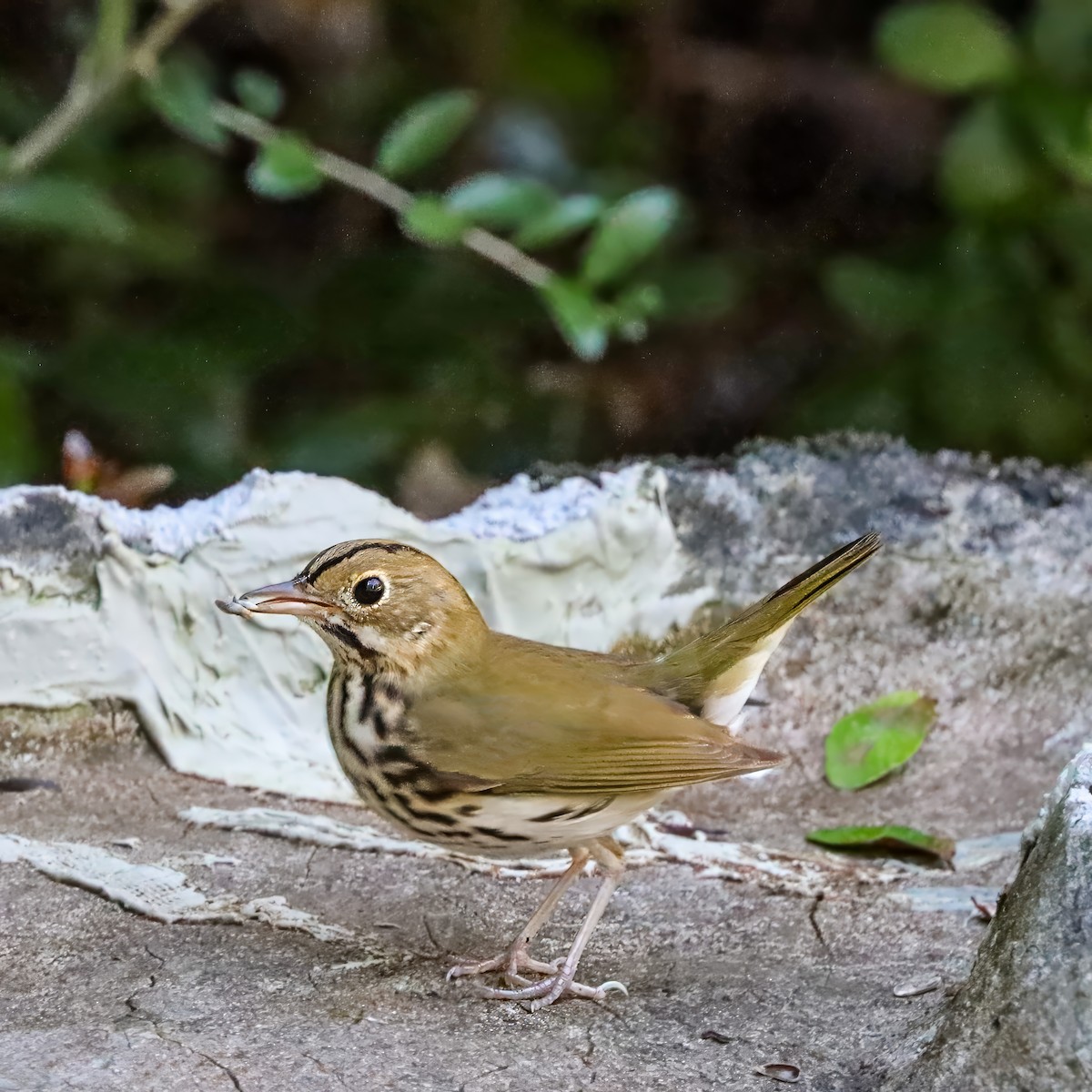 Ovenbird - ML642984233