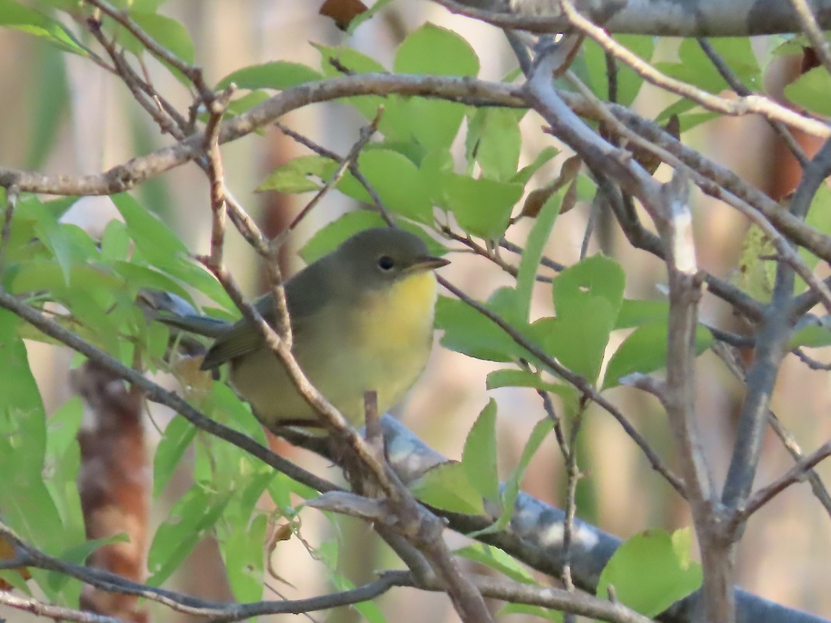 Common Yellowthroat - ML642984240