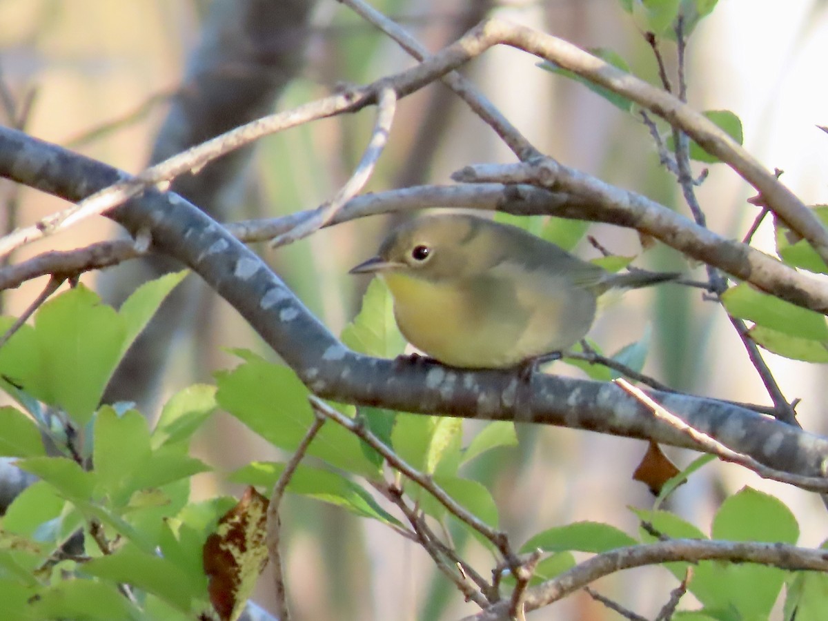 Common Yellowthroat - ML642984241