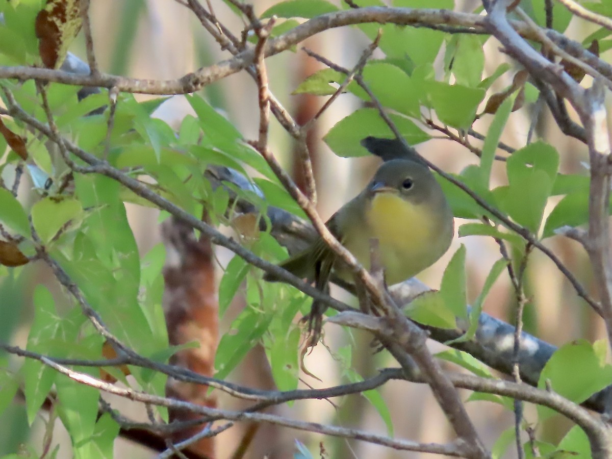 Common Yellowthroat - ML642984242