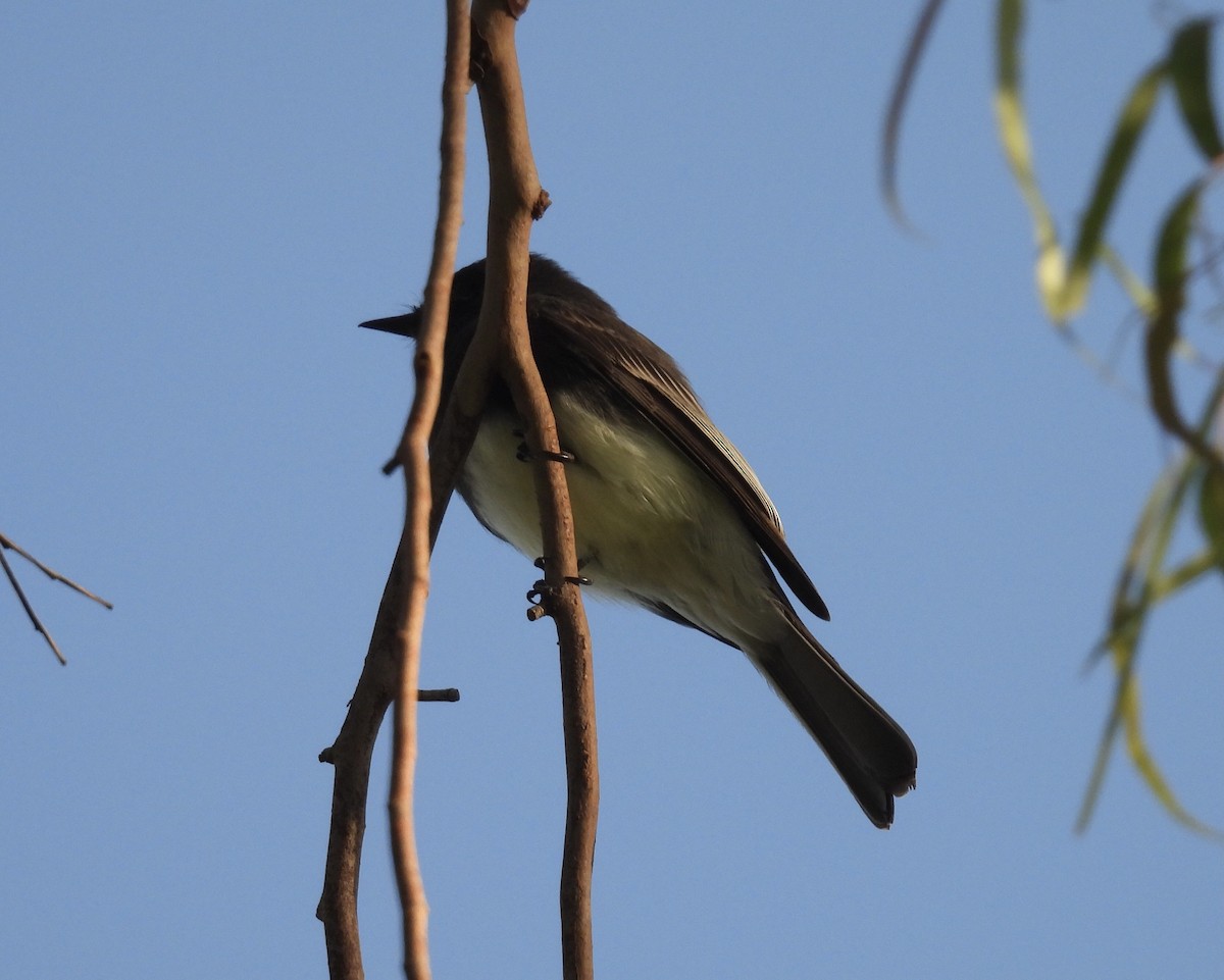 Black Phoebe - ML642984245