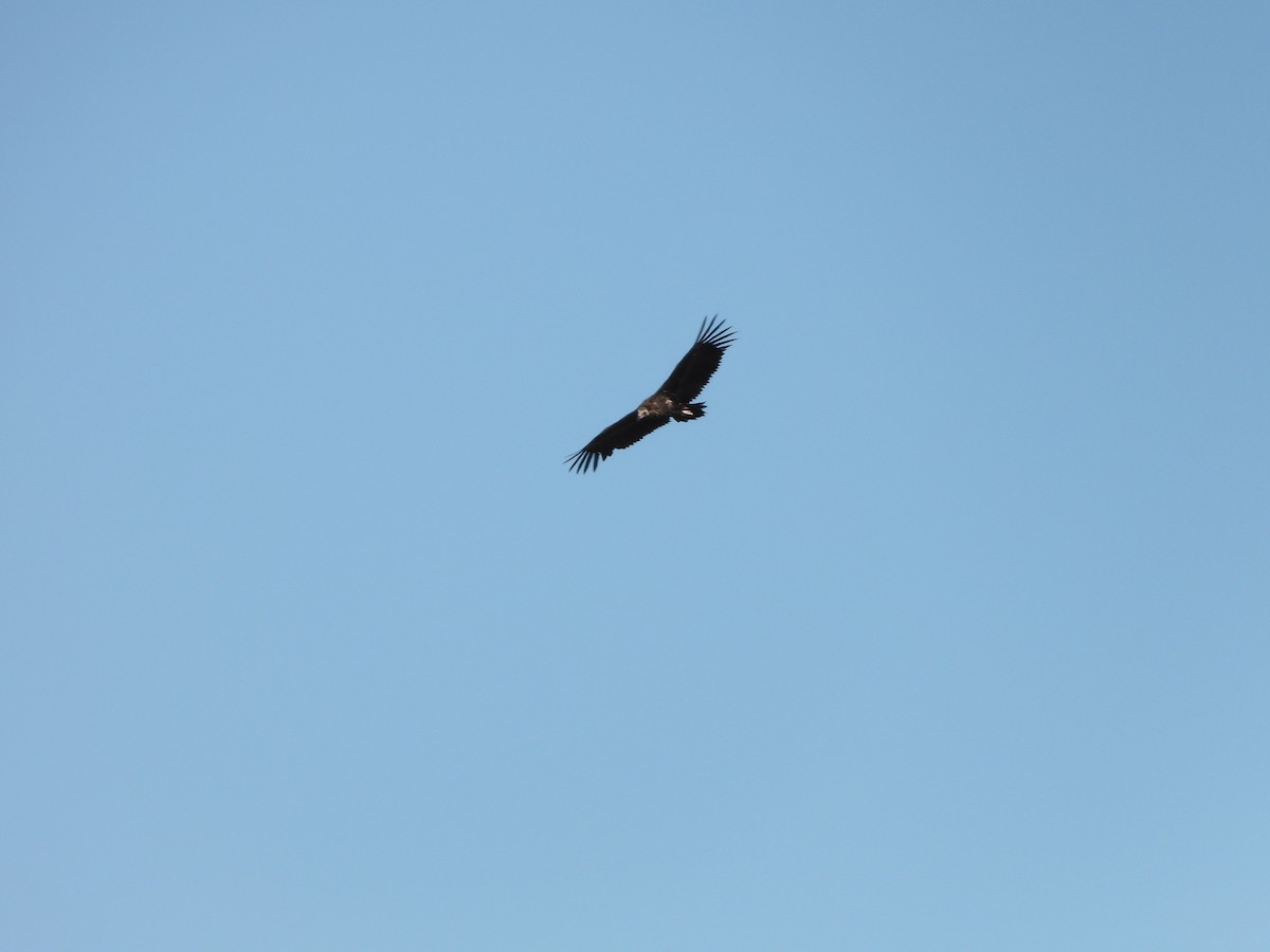 Cinereous Vulture - ML642984247