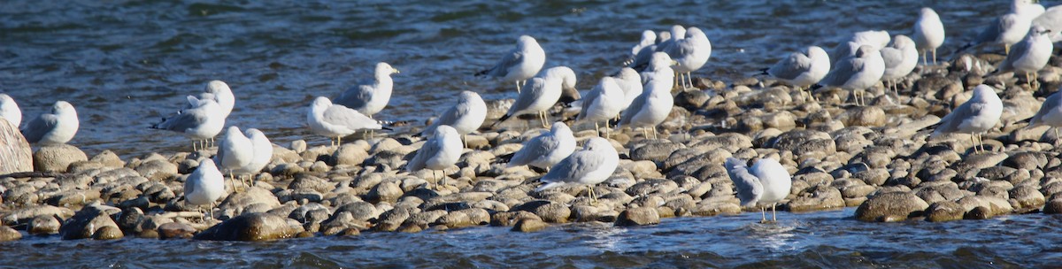 Ring-billed Gull - ML642984249