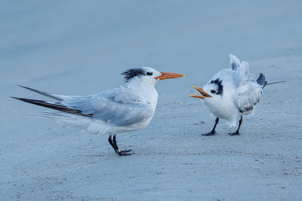 Royal Tern - ML642984250