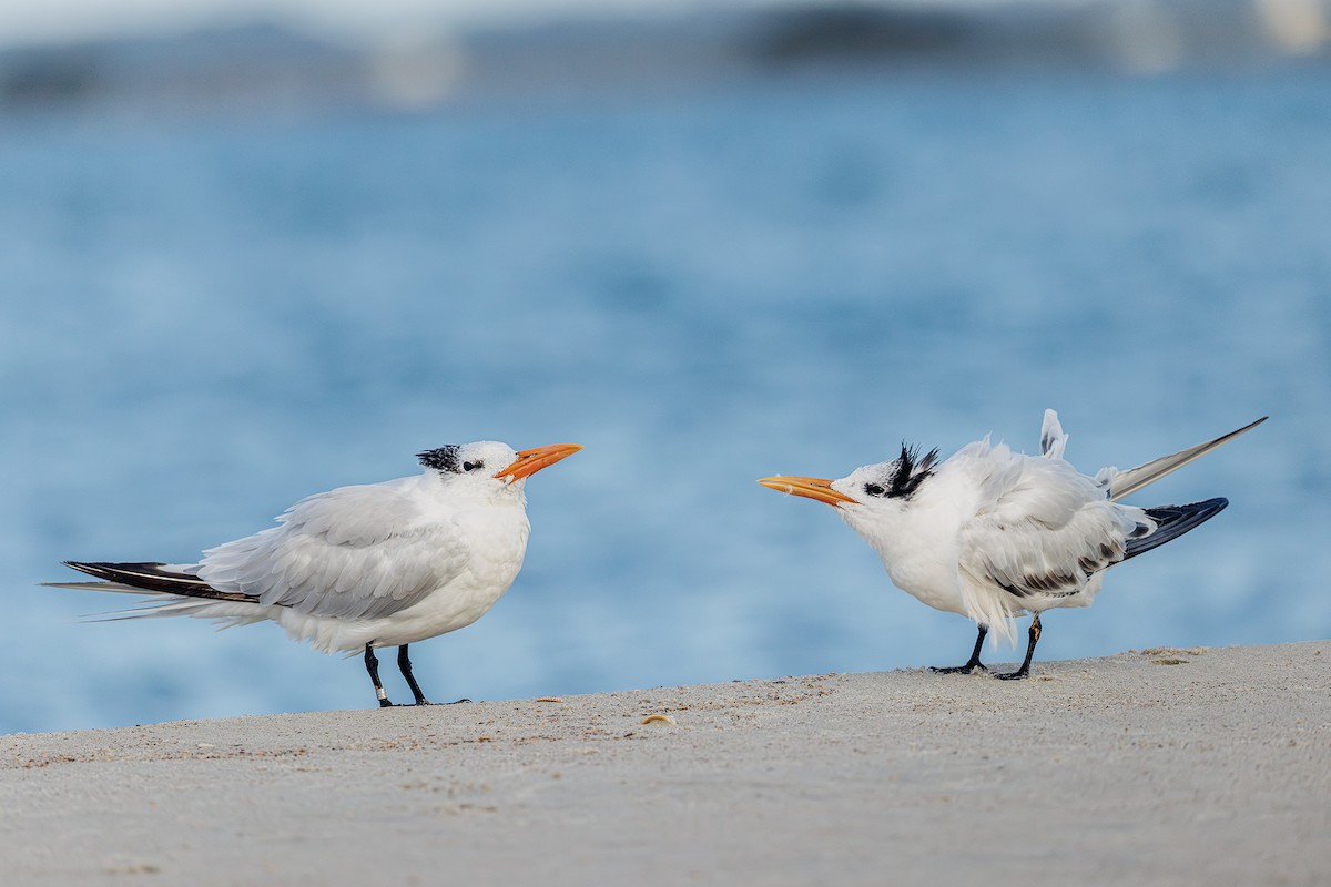 Royal Tern - ML642984251