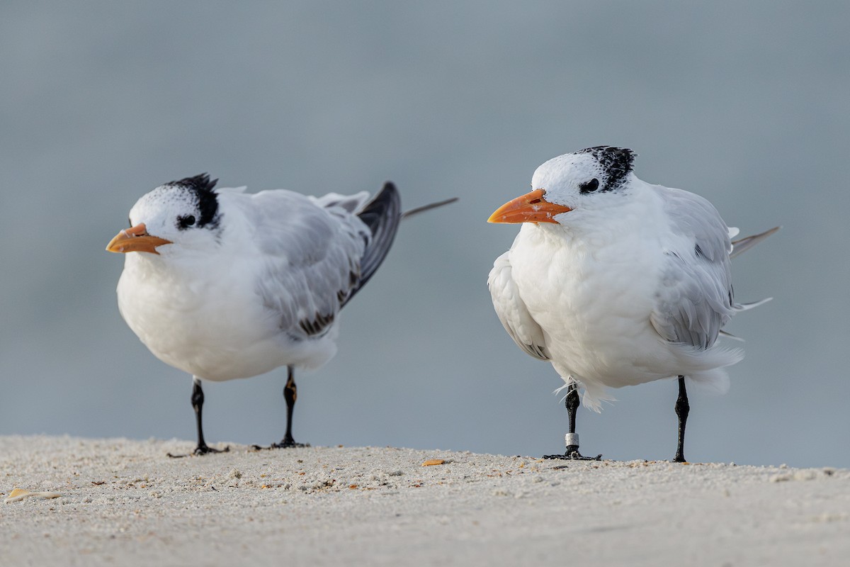 Royal Tern - ML642984252
