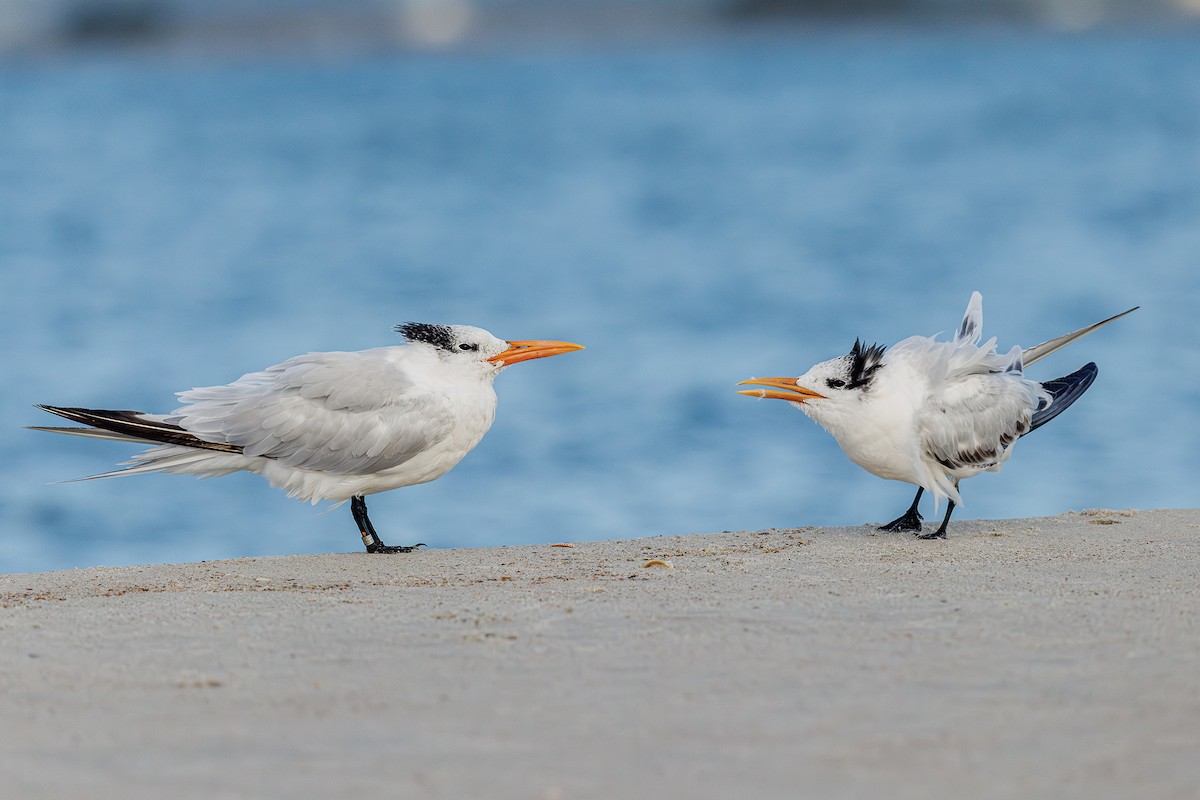 Royal Tern - ML642984253