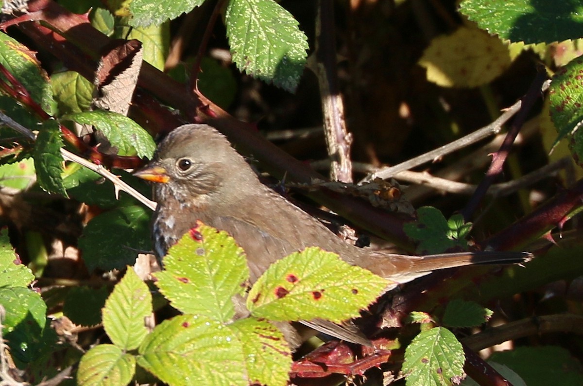 Fox Sparrow - ML642984254