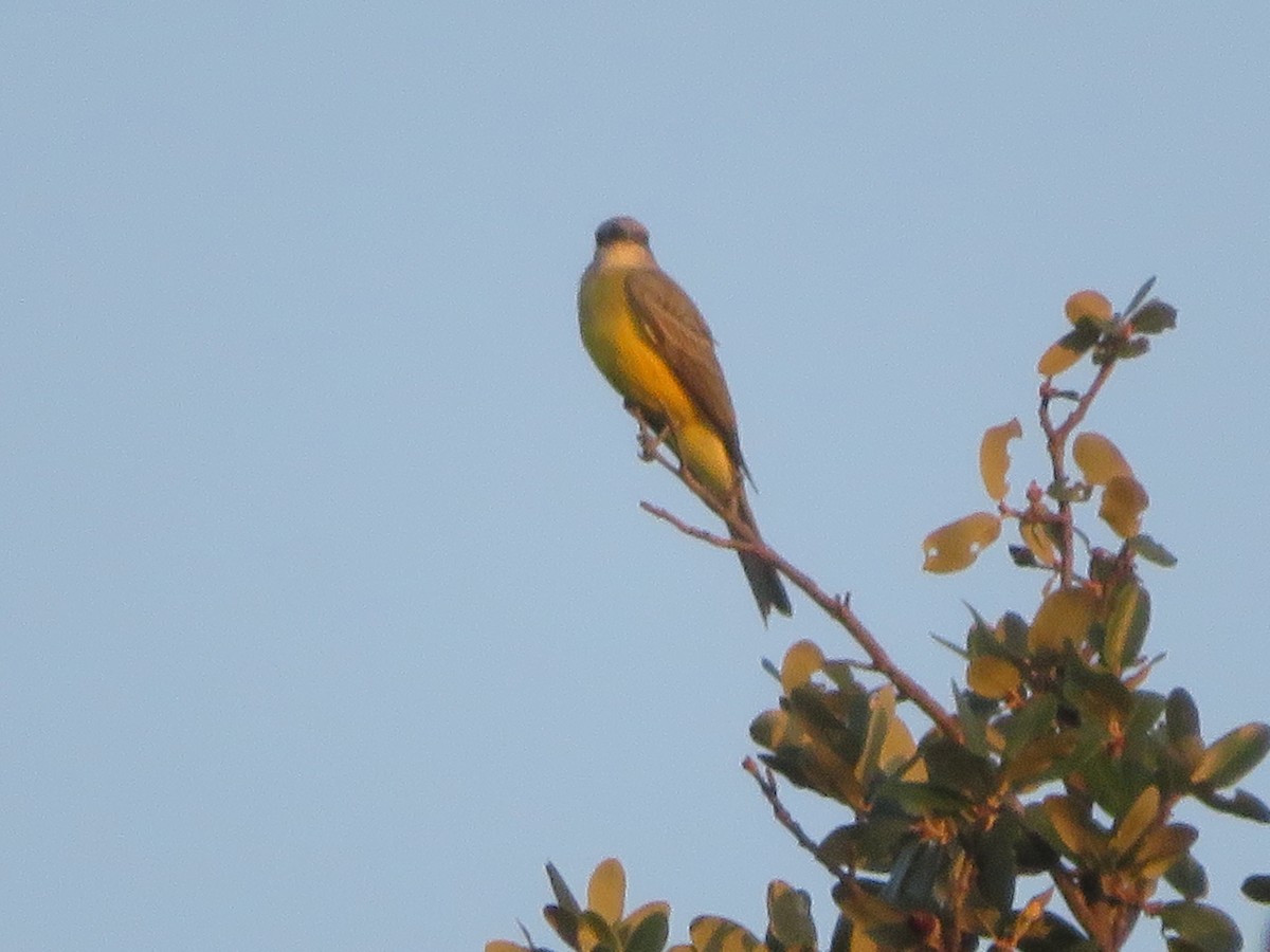 Couch's Kingbird - ML642984257
