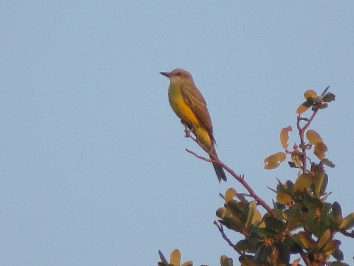 Couch's Kingbird - ML642984258