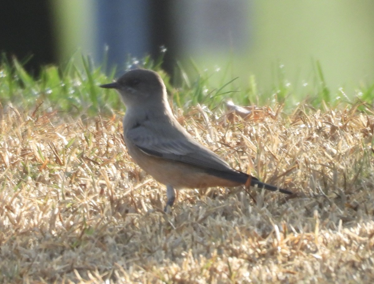 Say's Phoebe - ML642984259