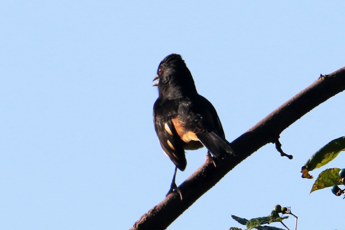 American Redstart - ML642984261