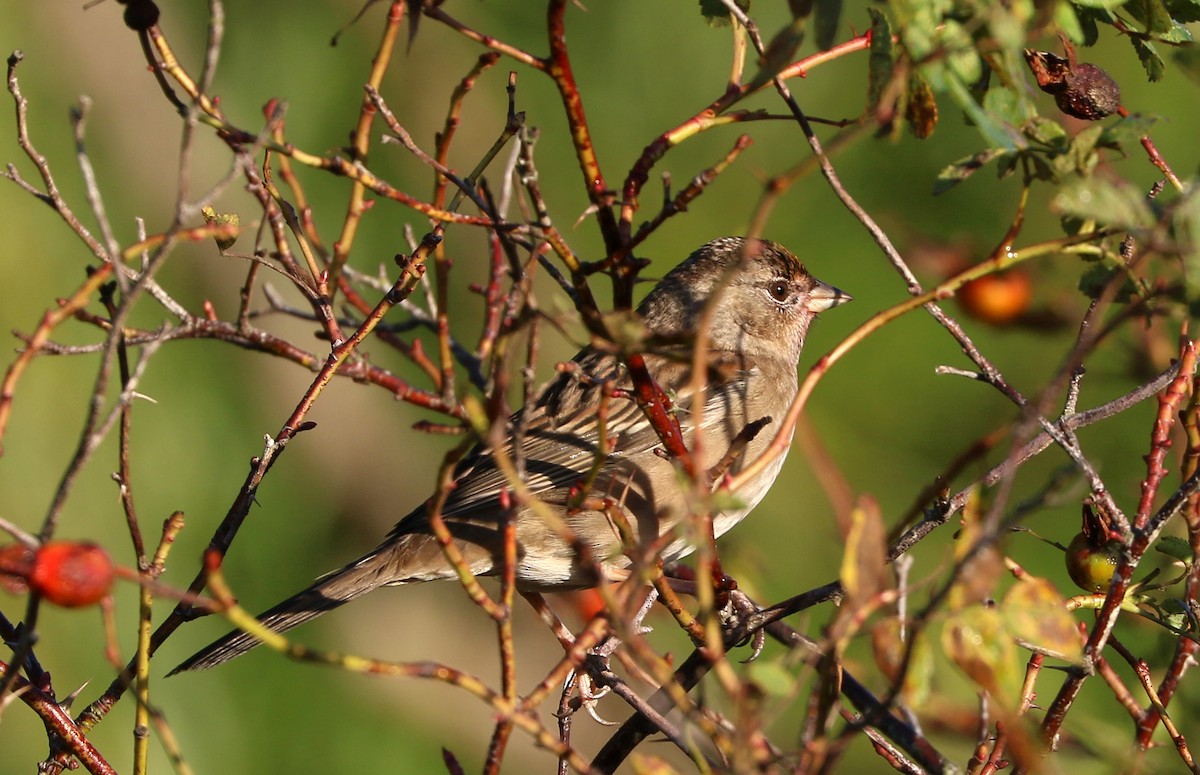 Golden-crowned Sparrow - ML642984262