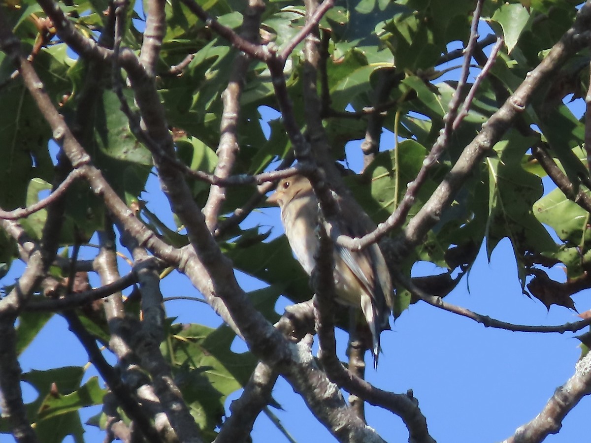Indigo Bunting - ML642984263