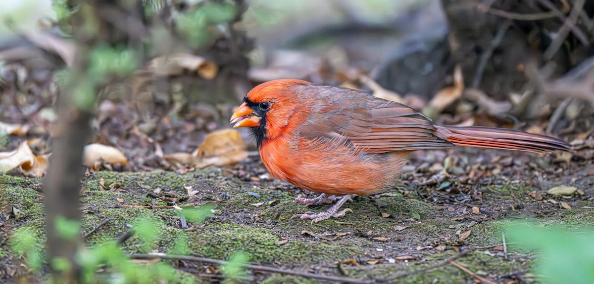 ショウジョウコウカンチョウ - ML642984269