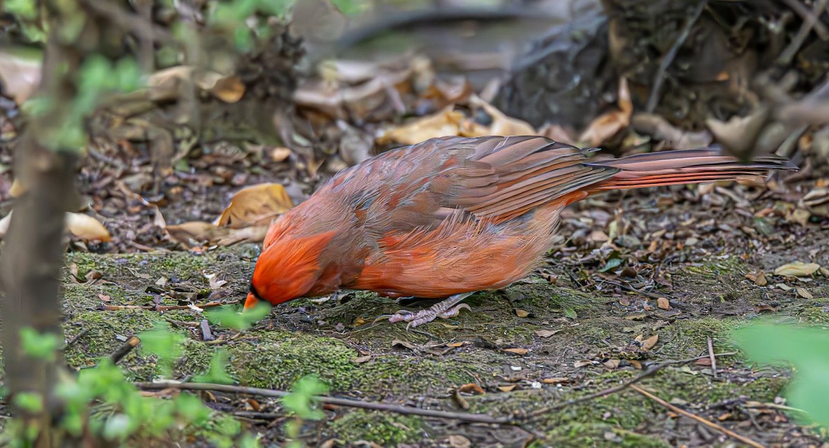 ショウジョウコウカンチョウ - ML642984270