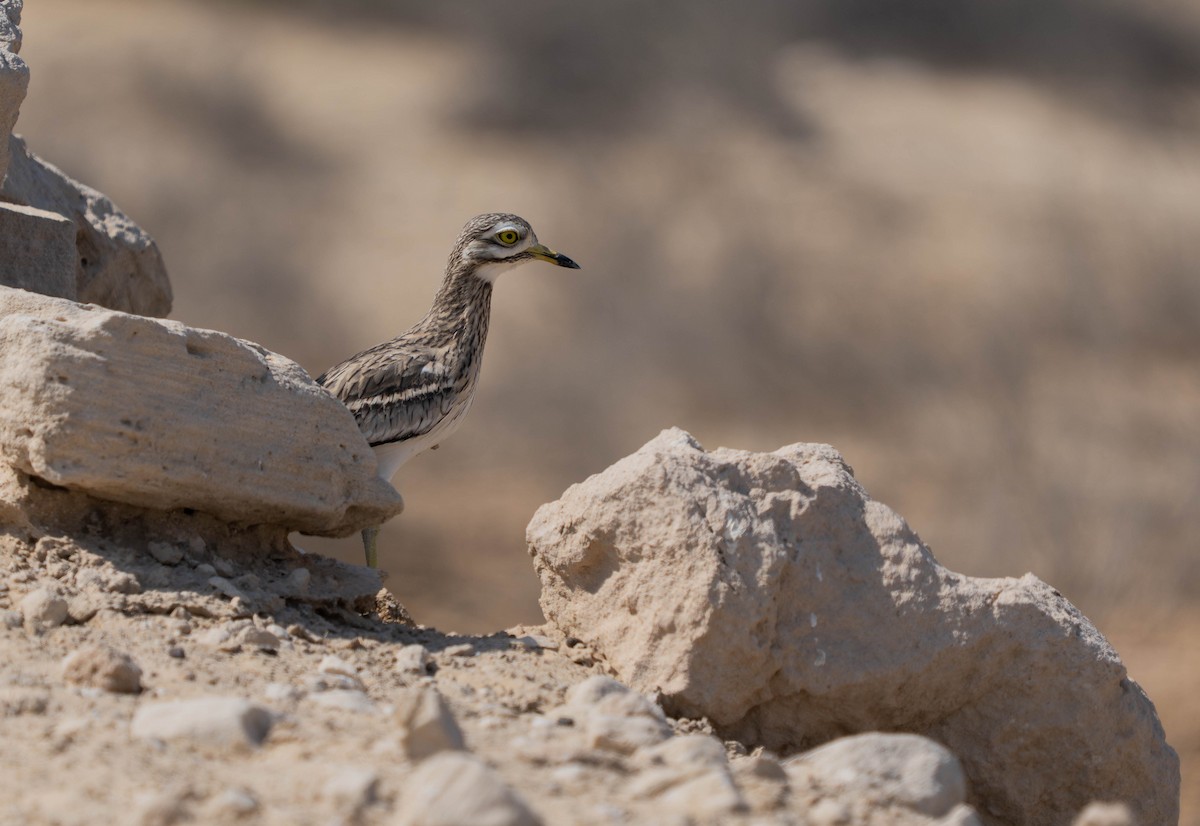 Eurasian Thick-knee - ML642984271