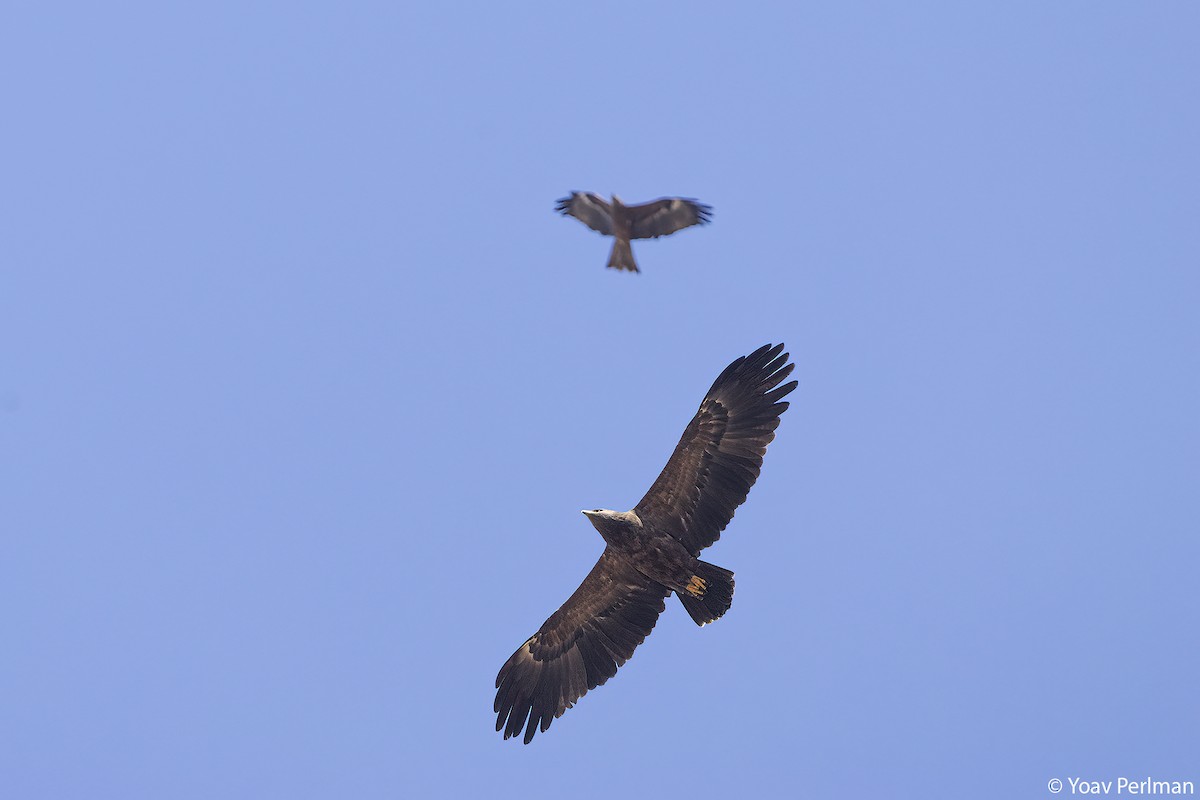 Lesser Spotted Eagle - ML642984280