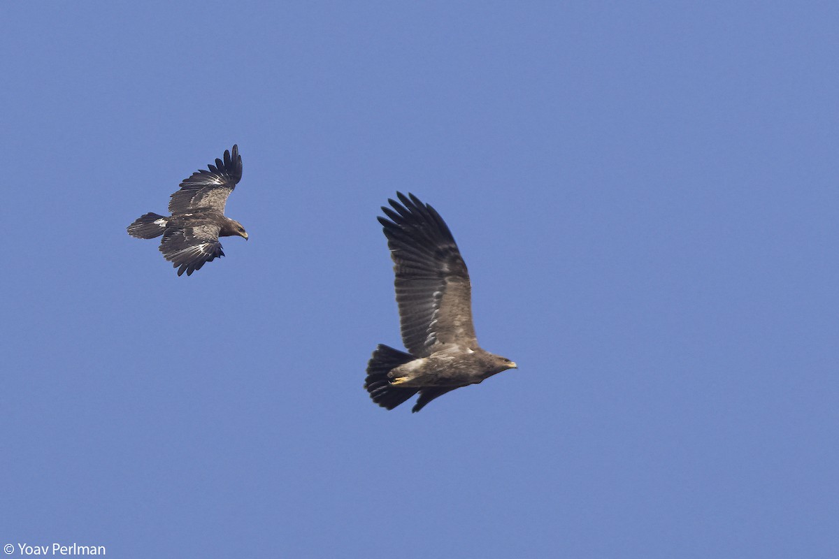 Lesser Spotted Eagle - ML642984281