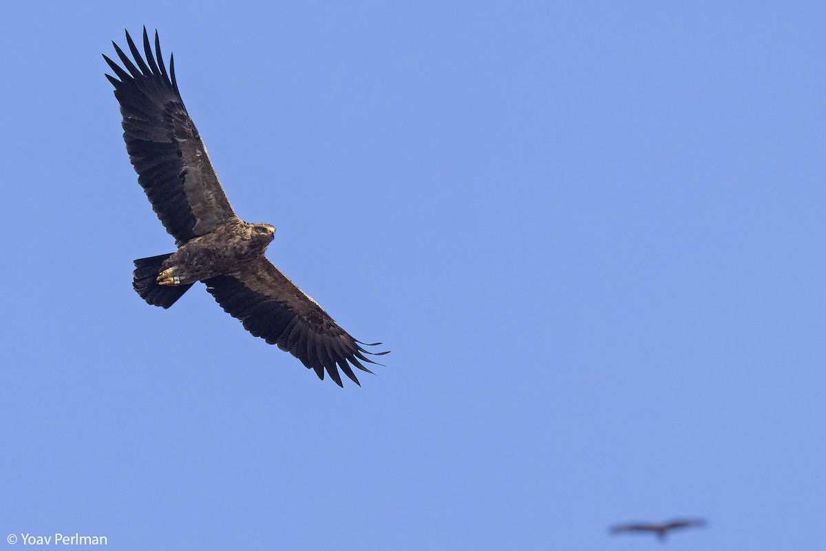 Lesser Spotted Eagle - ML642984283