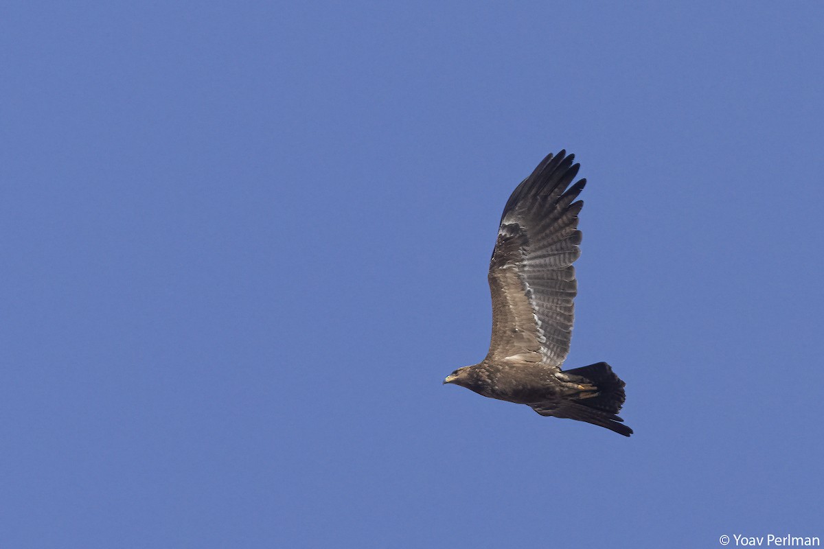 Lesser Spotted Eagle - ML642984284