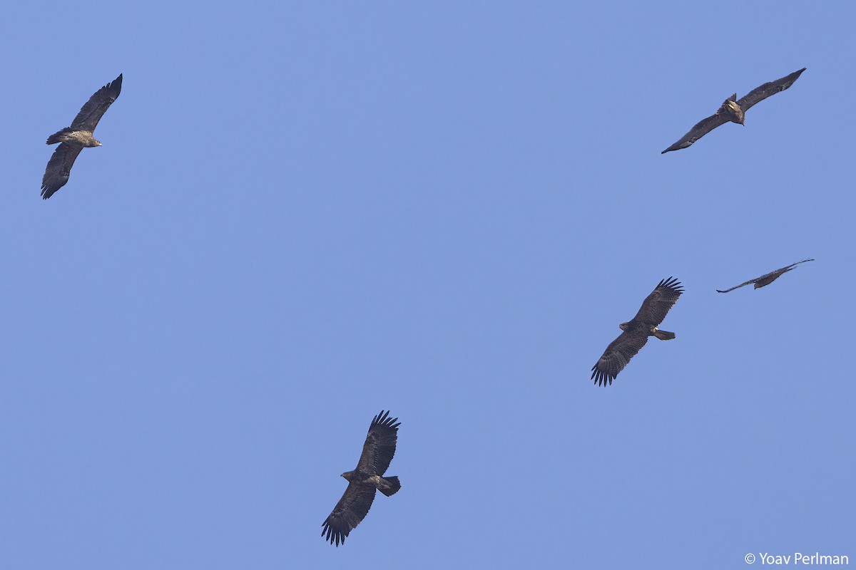 Lesser Spotted Eagle - ML642984285