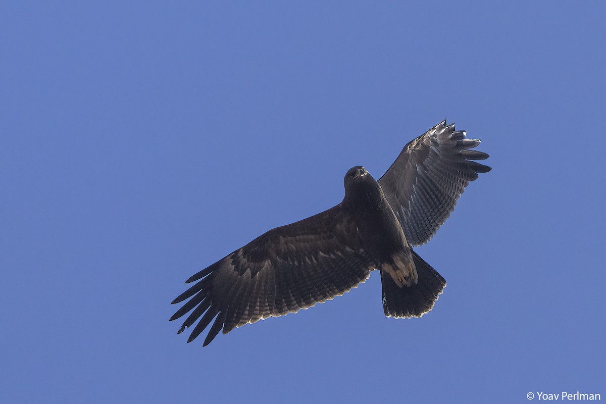 Lesser Spotted Eagle - ML642984286