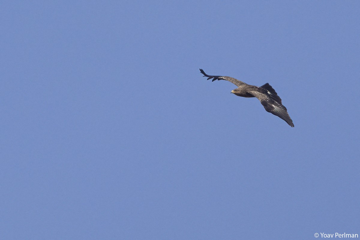 Lesser Spotted Eagle - ML642984287