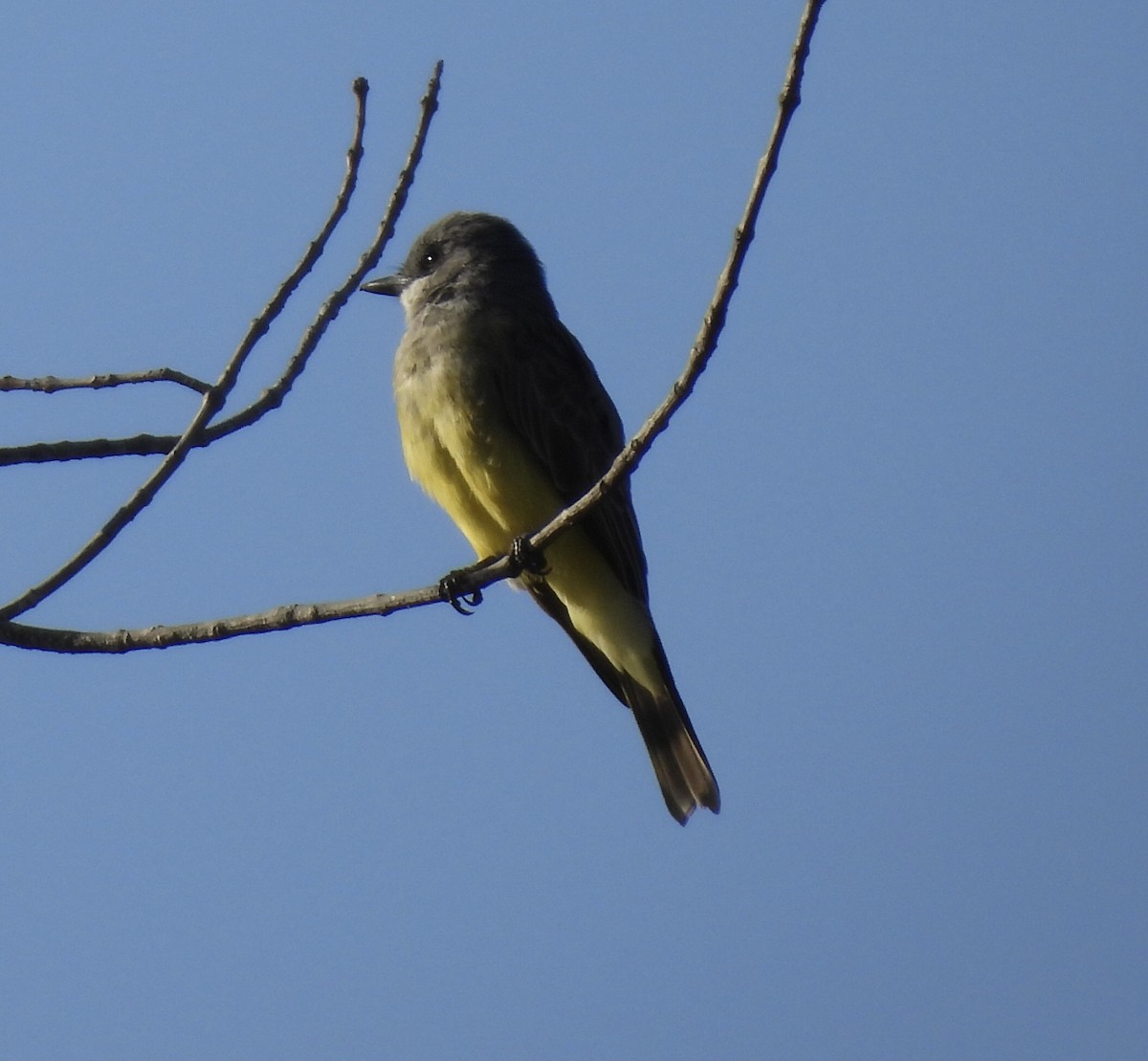 Cassin's Kingbird - ML642984288