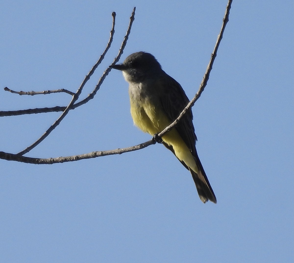 Cassin's Kingbird - ML642984289