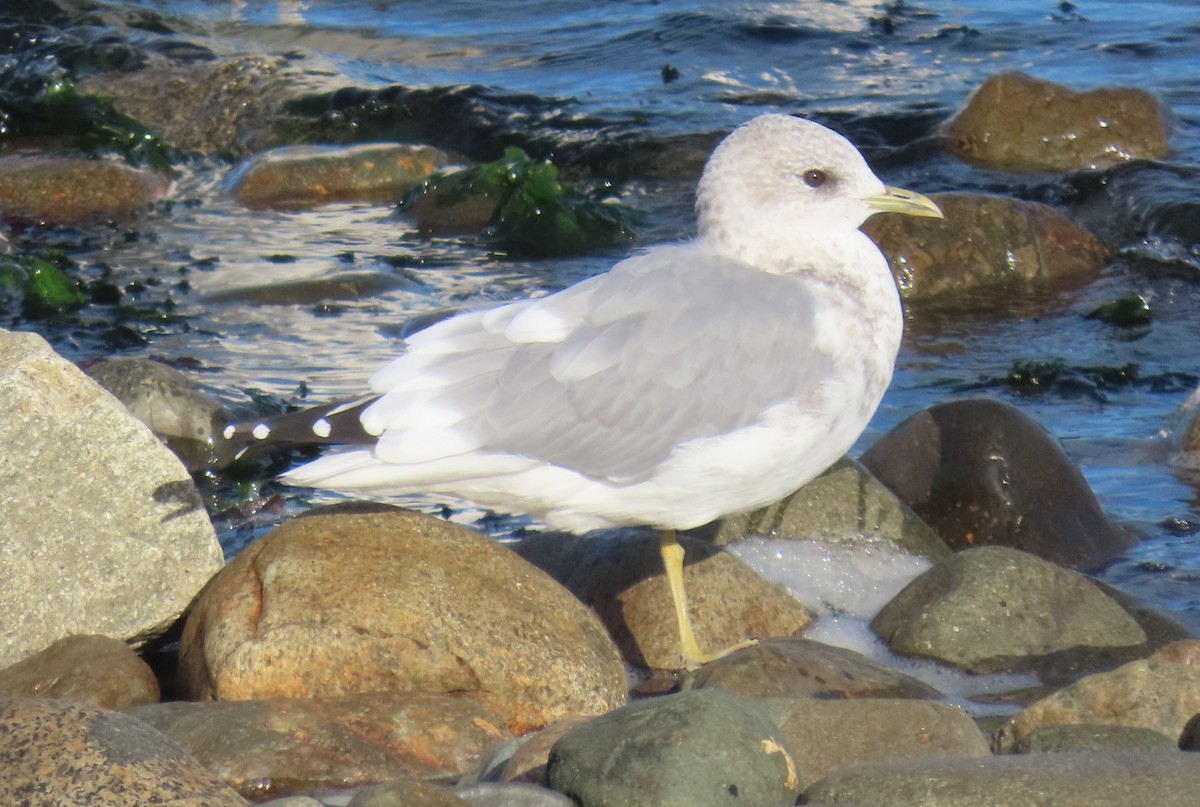 Short-billed Gull - ML642984297