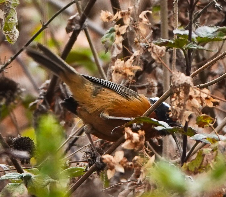 Black-eared Hemispingus - ML642984299