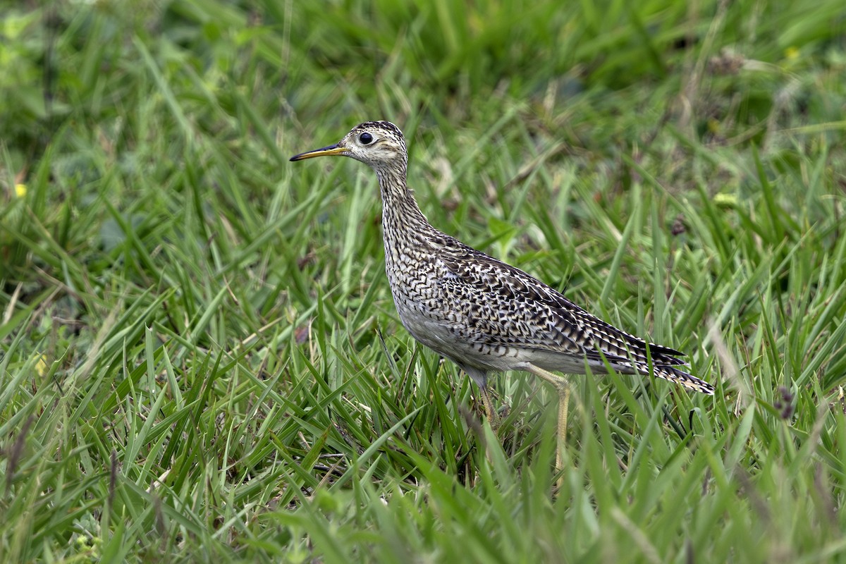 Upland Sandpiper - ML642984300