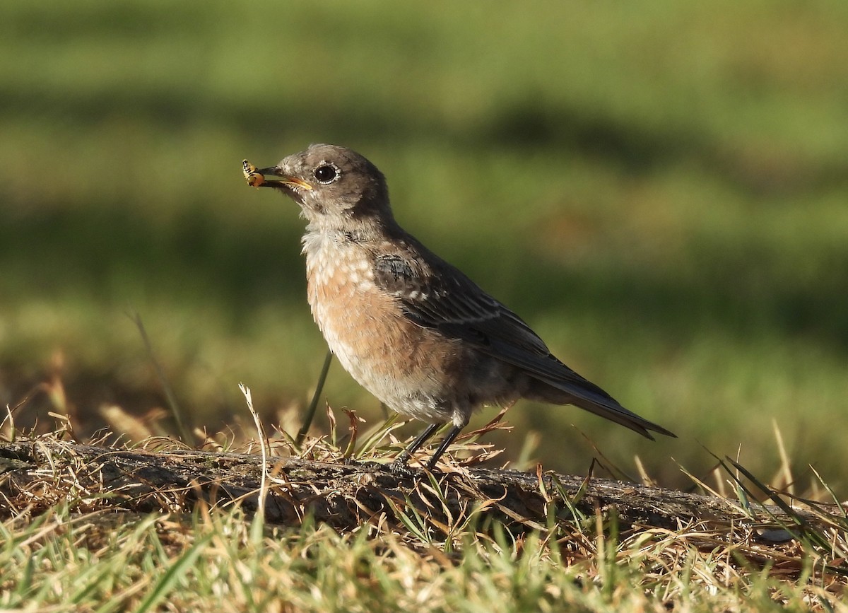 Western Bluebird - ML642984310