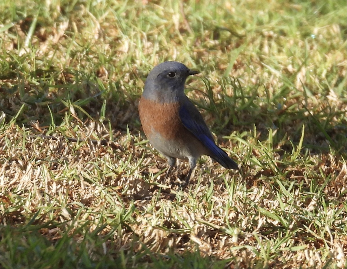 Western Bluebird - ML642984311