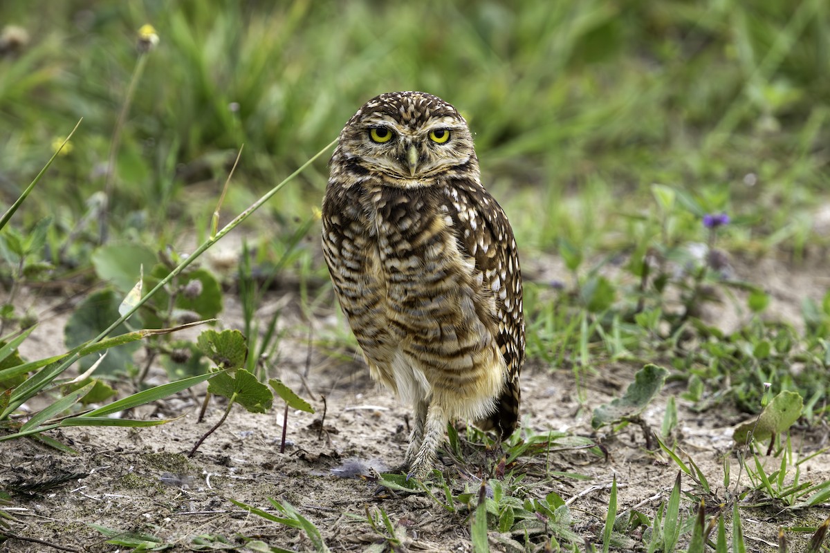 Burrowing Owl - ML642984313