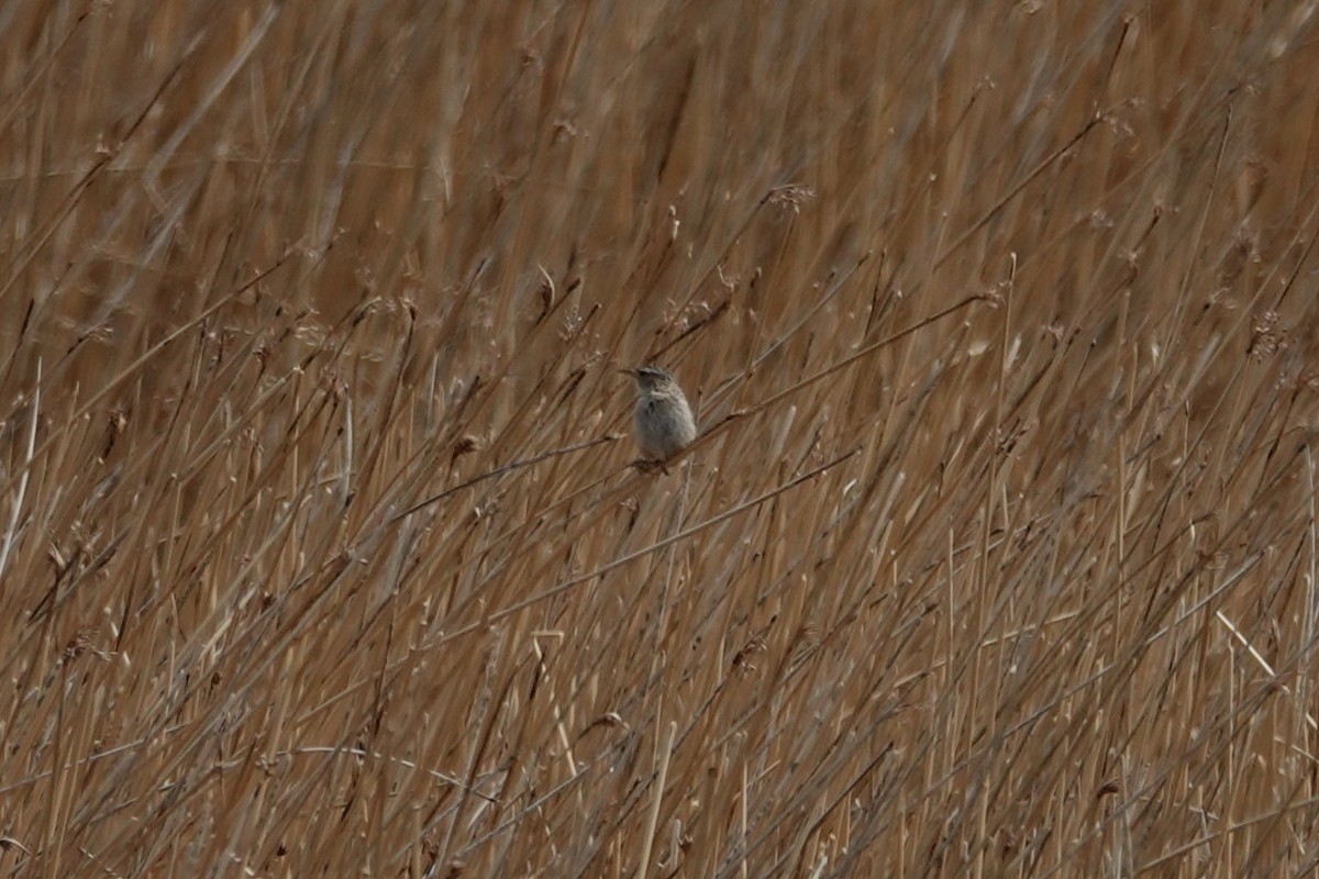 Grass Wren - ML642984315