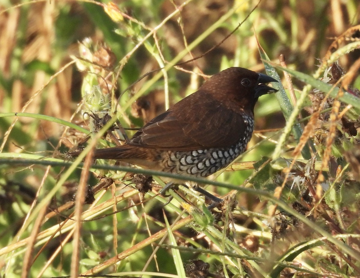 Scaly-breasted Munia - ML642984323