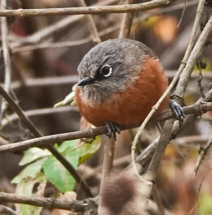 Russet-bellied Spinetail - ML642984328