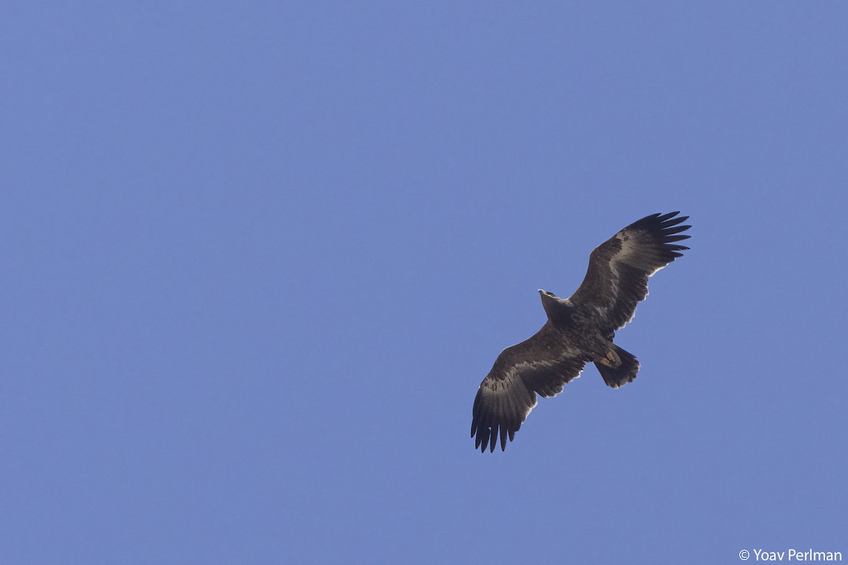 Steppe Eagle - ML642984335