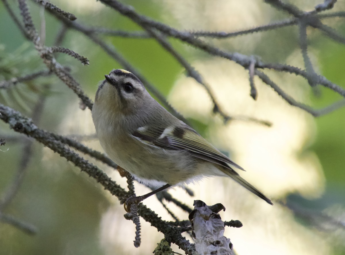 Golden-crowned Kinglet - ML642984339