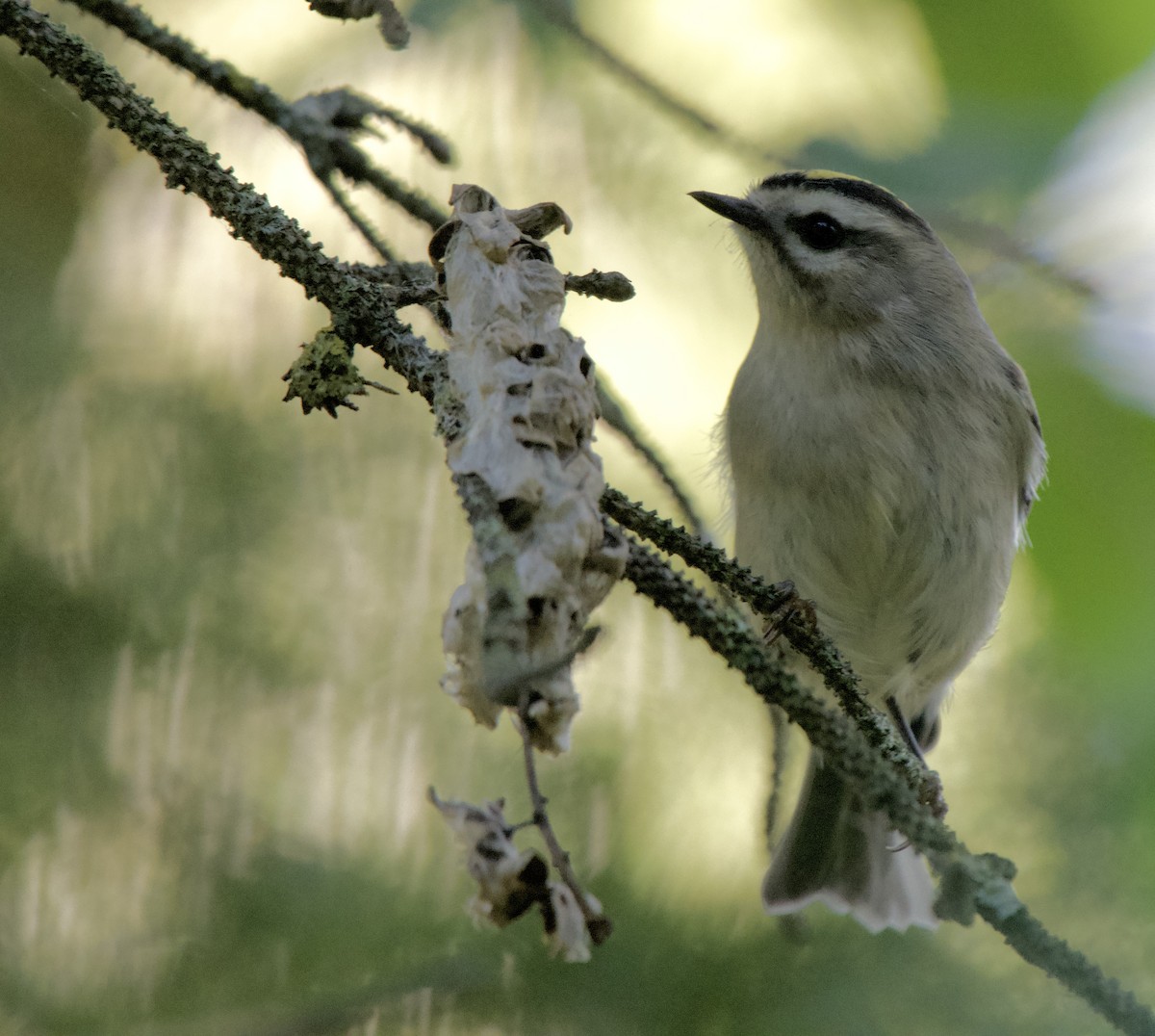 Golden-crowned Kinglet - ML642984340
