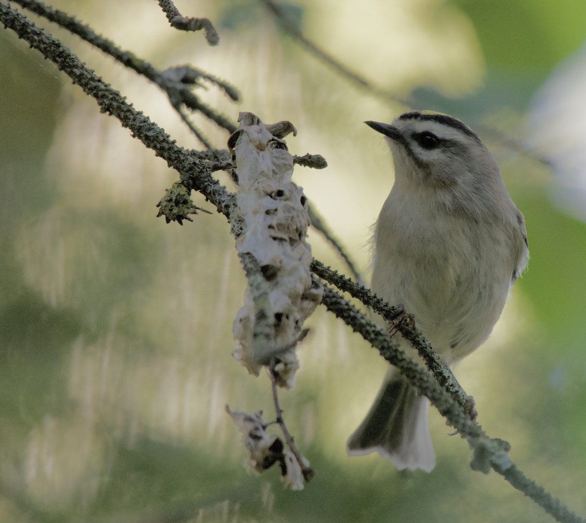 Golden-crowned Kinglet - ML642984341