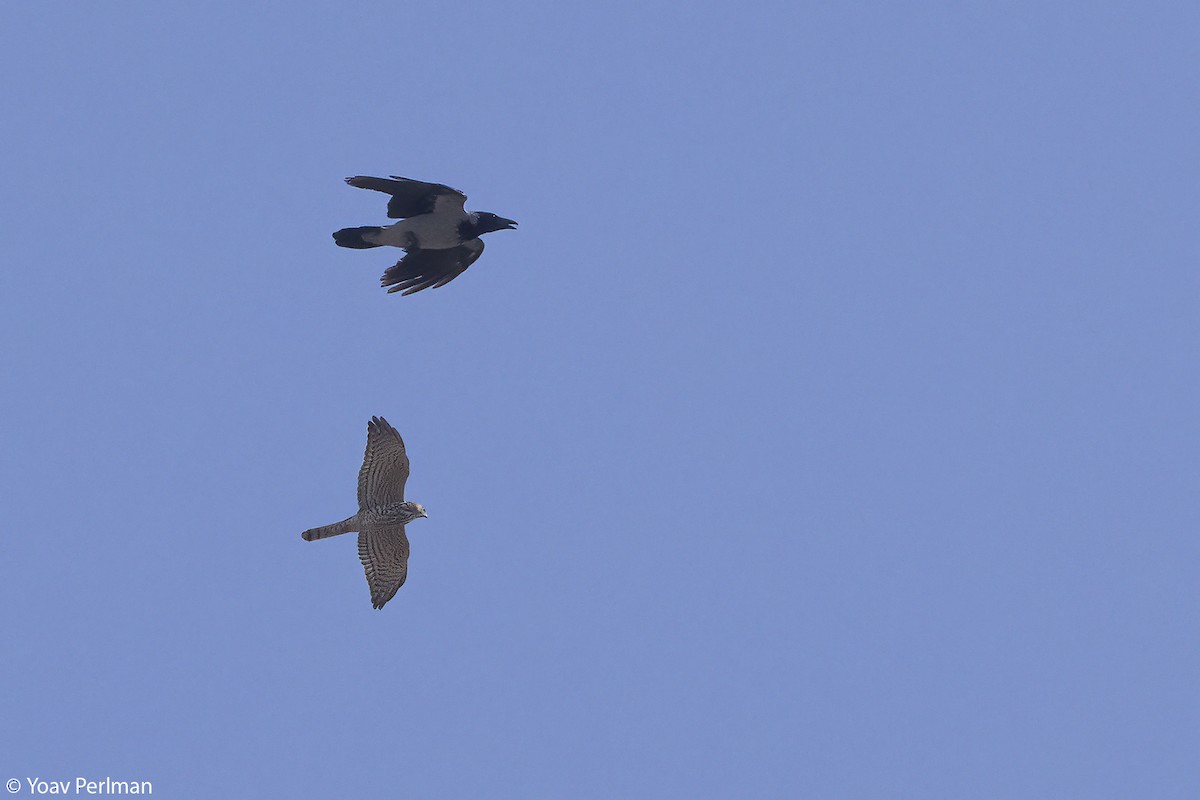 Levant Sparrowhawk - ML642984345