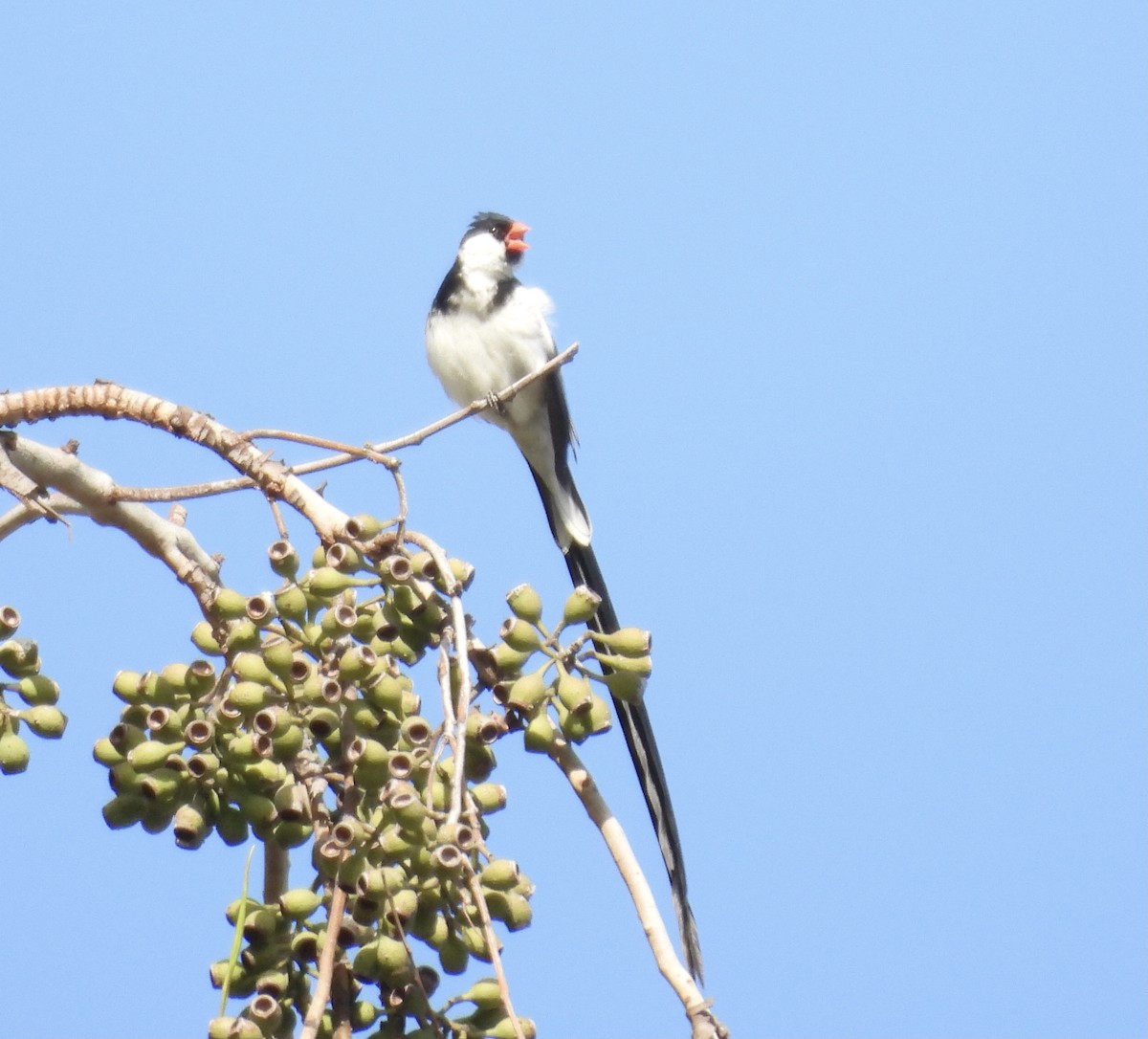 Pin-tailed Whydah - ML642984347